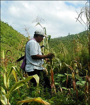 20120515-GM crops -Belize_farming_gm.jpg